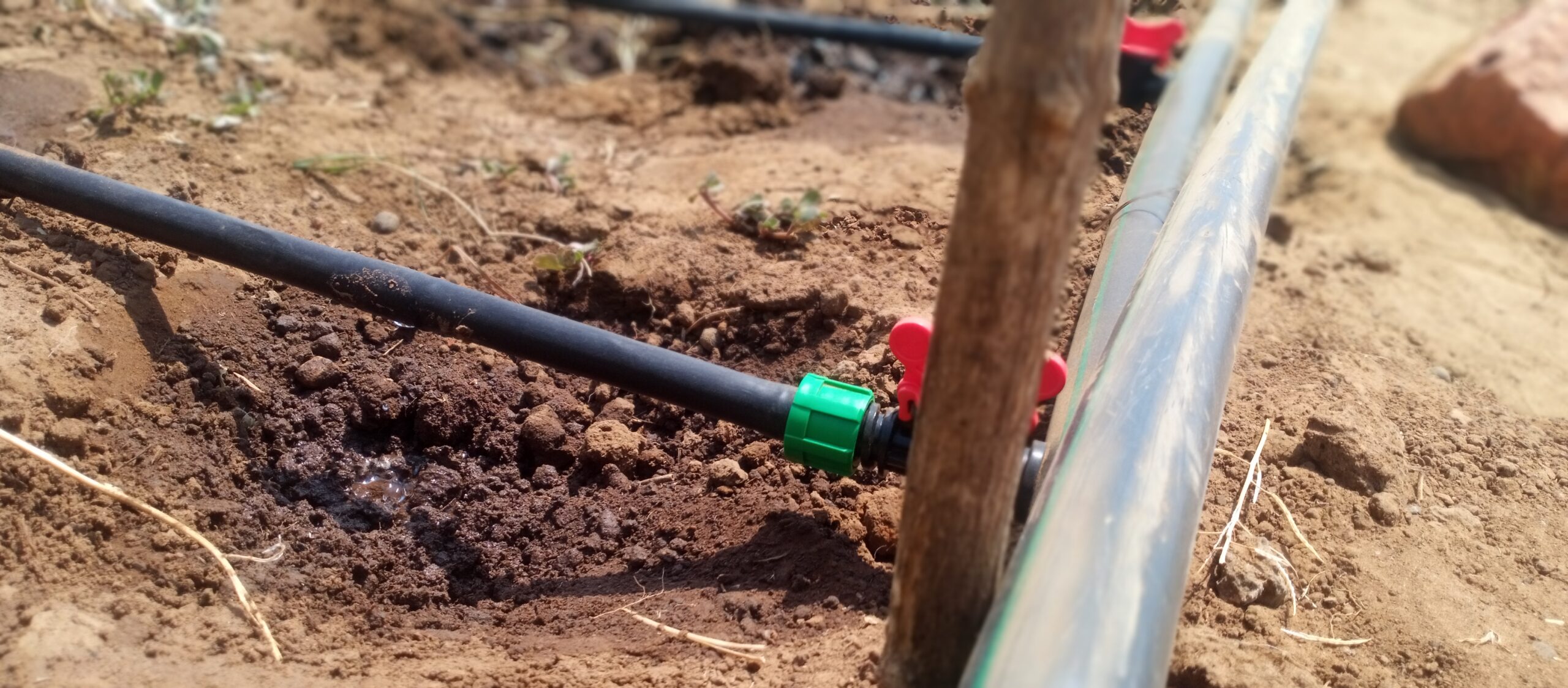 Black drip line connected to a poly irrigation mainline on the Mwembeshi farm