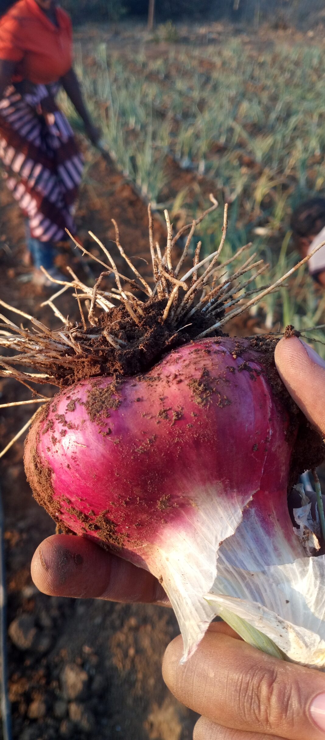 Onion plot for the bamboo biochar soil restoration trial