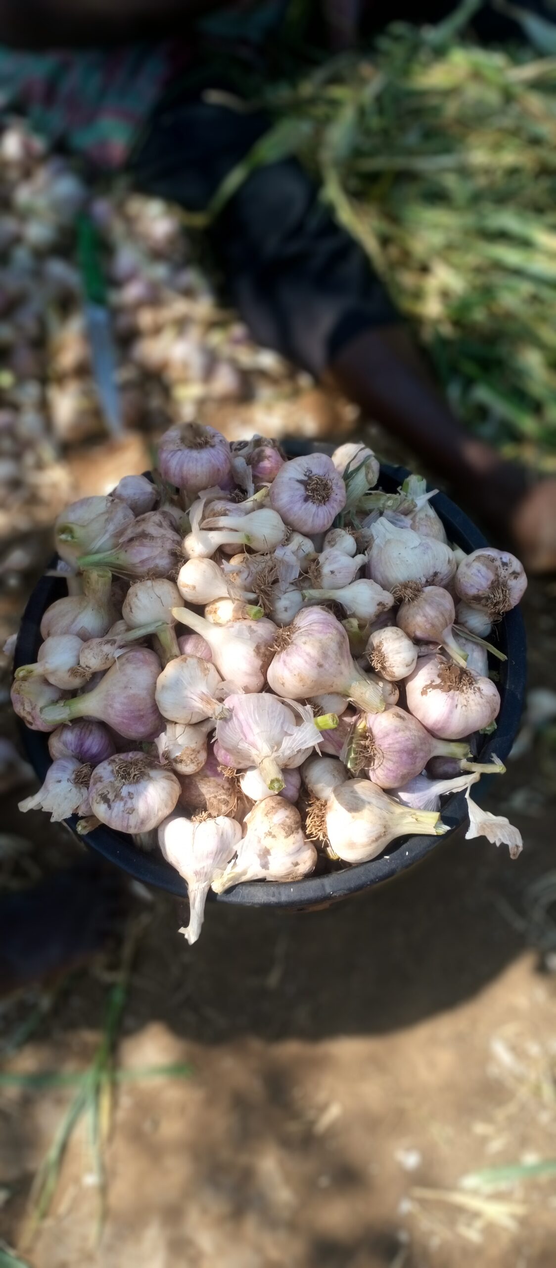 Garlic harvest at the Carbonnest reporting farm near Mwembeshi, Zambia