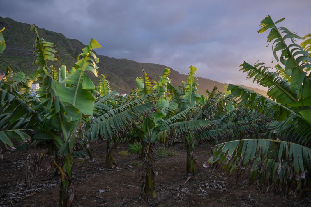 Banana plantation landscape used as context for a Zambia irrigation recovery report