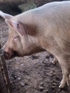 pigs farm - kugarika field