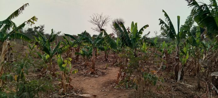 kugarika banana field kugarika banana field