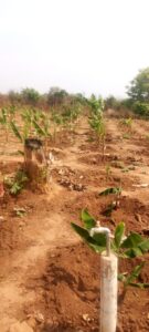 Kugarika irrigation: water tap beside banana plants